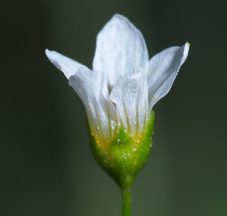 Linum catharticum / Lino purgativo